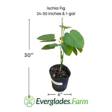 Ischia Fig Tree